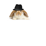 The Bunny Riots