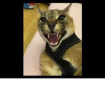 Cat army oof