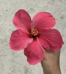 •⊱flowers⊰•