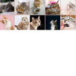 CATS UNITED FOREVER AND EVER IN LIFE