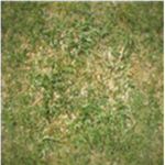 Grass Rebellion