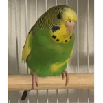 Mangos army!