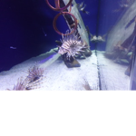 I LUV TURTLES