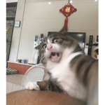 Fayan's Kittens