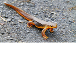 Newt Nation