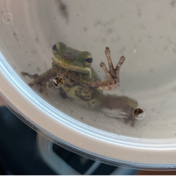 ✧･ﾟ:  Frog Hangout ✧･ﾟ:
