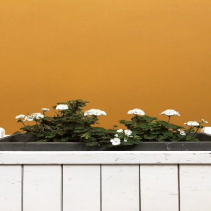white flowers aesthetic Roblox decal