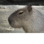 Empire Capybara