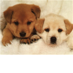 Dog Lovers <3