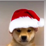 chrismas dog fanpage