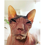 radsterious