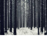The Forest Ahead.