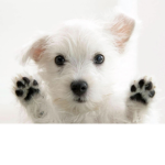 DogPawFile