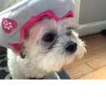 Mylittlepuppy100022