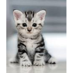 Kittens-United!
