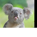 The crazy koala squad!