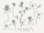 CloverTails