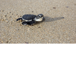 Rock the turtle