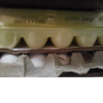 EGGPLAN