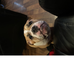 Pebbles my puppy cheeky crazy my pup