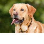 Puppies & Dogs Foundation