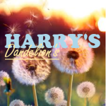 ~ harry's dandelion's ~