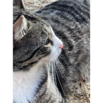 Shadow’s cat group