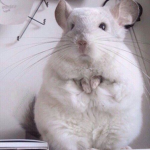 Vanilla Chinchilla