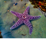 Purplestarfish