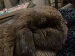 Bunny_club!!!