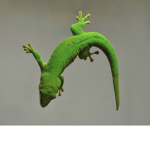 Gecko Groupppppp