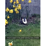 Bird with bread