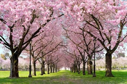 Sakura Tree Showcase