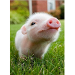 The Pork Side