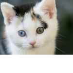 Cozy Kitty YT