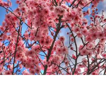 cherry blossom ~