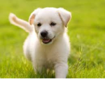 Puppys are cute:)