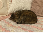 Pinkcat’s cat family
