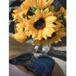 SunflowerFanz