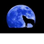 Wolf loves