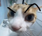 TikTokforlifers