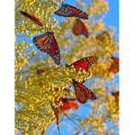 honey fly's