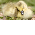The Duck Squad >:3