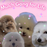 Mulch. Gang