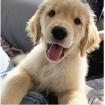 IL cane di roblox