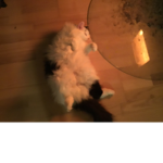 Cat…………