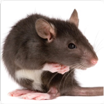 fat rat duo