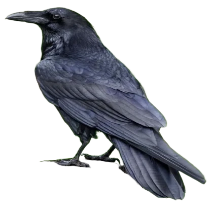Crow!