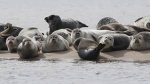 preppy seals !