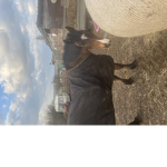 Squad for horses